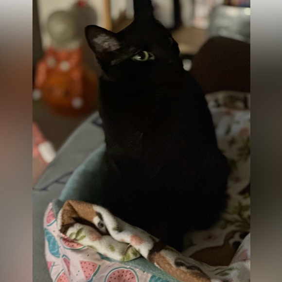 LIKE To Be Notified When I Go Live/Silent πΉ - Picture 4 of 14